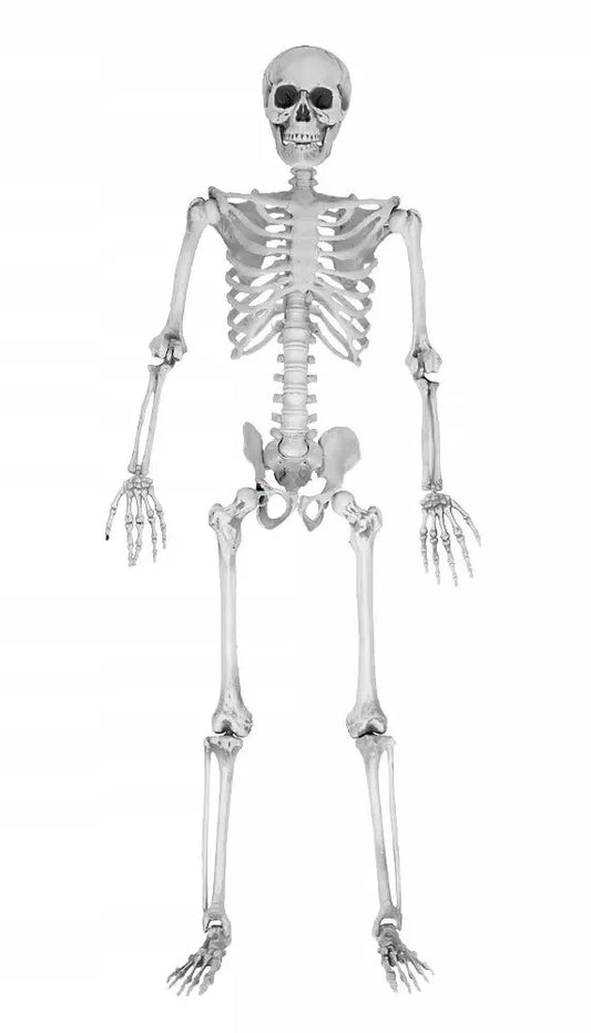 Dydelis (170 cm) skeletas - tamsi Halloweeno dovana ir dekoracija