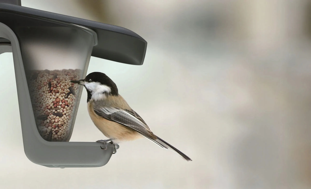 Lesykla paukščiams Birdyfeed Double antracito spalvos