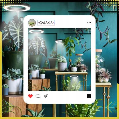 GALAXIA LED augalų lempa augimui, augalų apšvietimas su laikmačiu