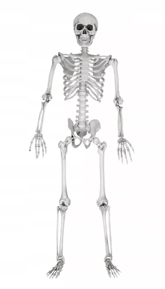 Dydelis (170 cm) skeletas - tamsi Halloweeno dovana ir dekoracija