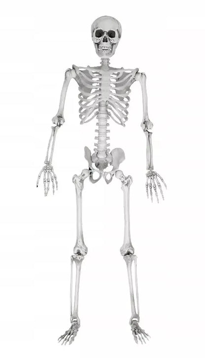Dydelis (170 cm) skeletas - tamsi Halloweeno dovana ir dekoracija