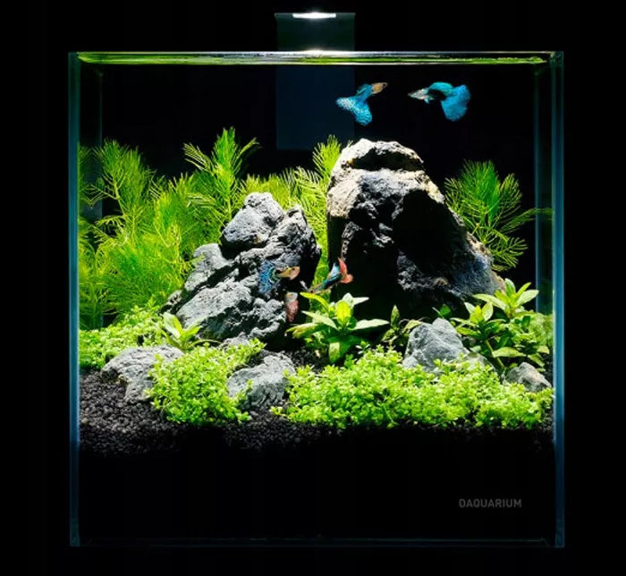 5l akvariumo rinkinys