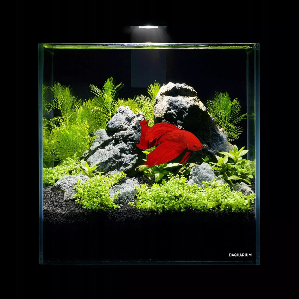 5l akvariumo rinkinys