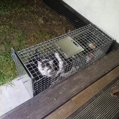 Didelė gyvagaudė gaudyklė kiaunėms, žiurkėms, žebenkštėms, audinėms ir šeškams Viano Z2