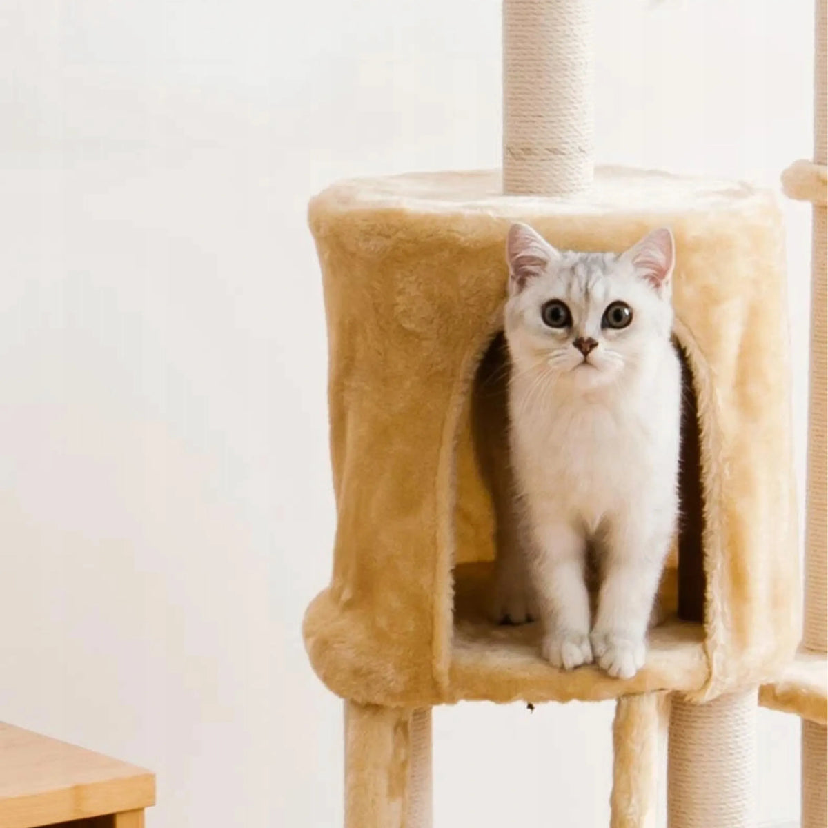 Draskyklė katei 138 cm, tamsiai pilka, WERDANO PETS