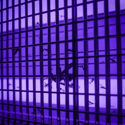Galinga UV lempa vabzdžiams naikinti – nuo uodų, musių, kandžių, vapsvų ir mašalų