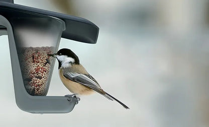 Lesykla paukščiams Birdyfeed Double antracito spalvos