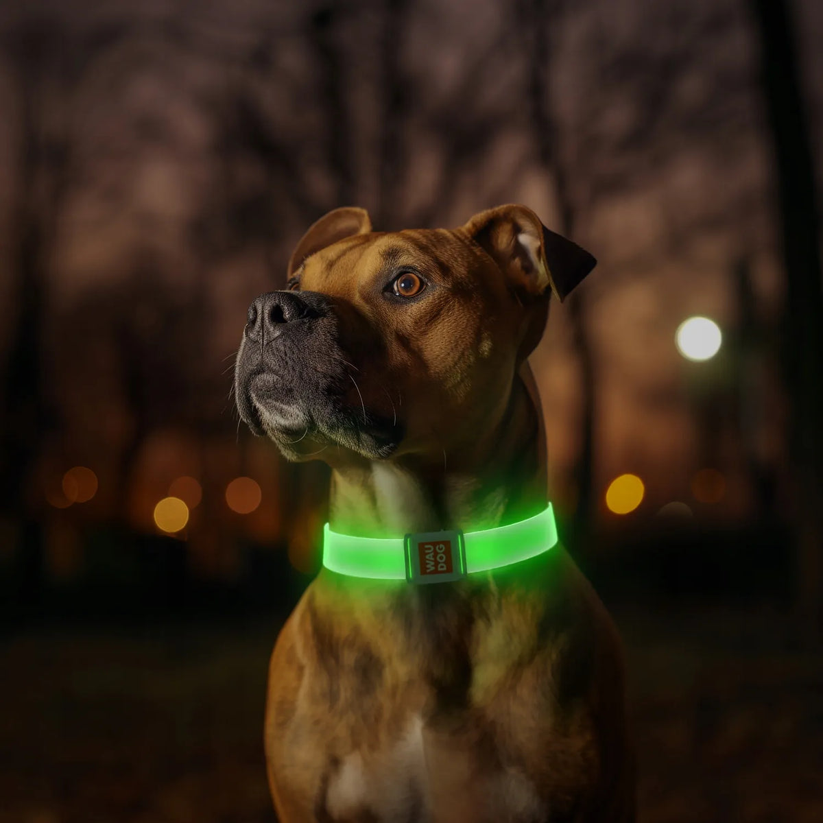 Šviečiantis šuns antkaklis WAUDOG LED, magnetinis užsegimas, 60 cm