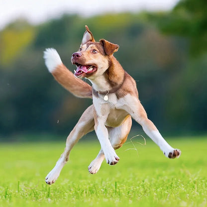 „Tickless Pet“ ultragarsinis prietaisas šunims nuo erkių ir blusų, oranžinis